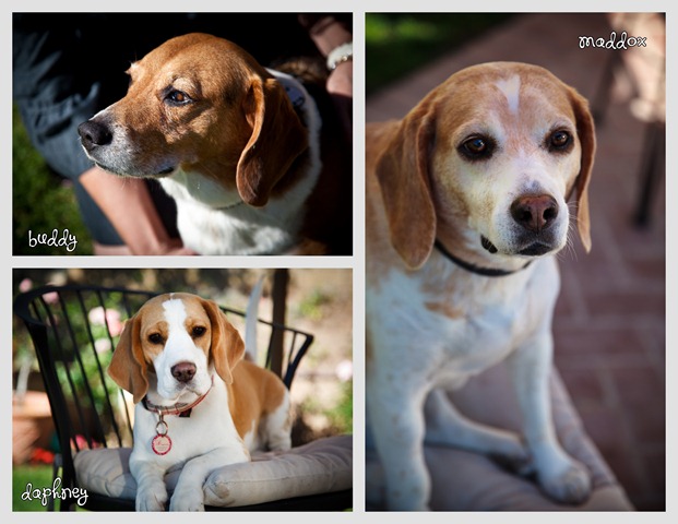 Beagle Brigade trio photos with names