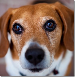 buddy beagle