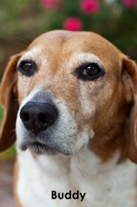 beagles 11-2013-2b