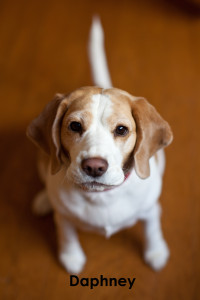 beagles 11-2013-4d